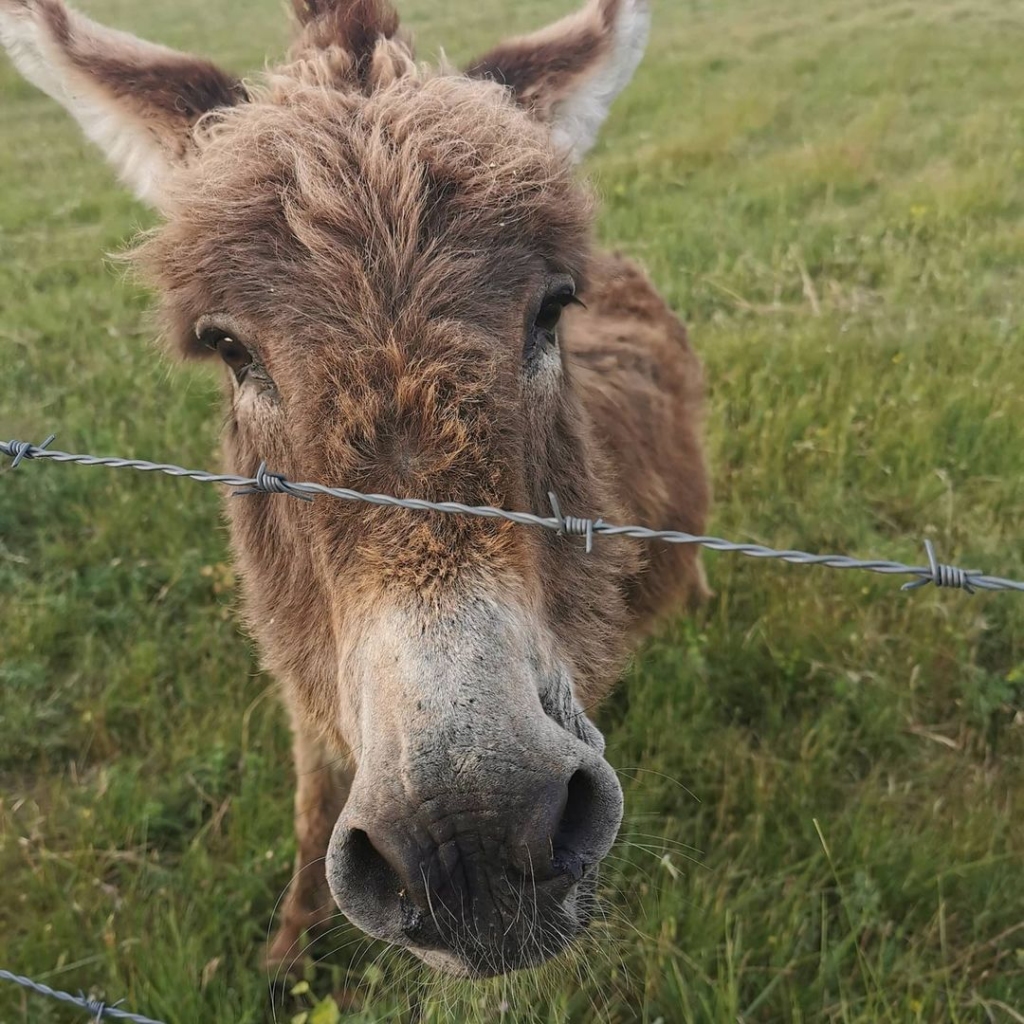 Rencontre avec un âne le long de cette balade à vélo