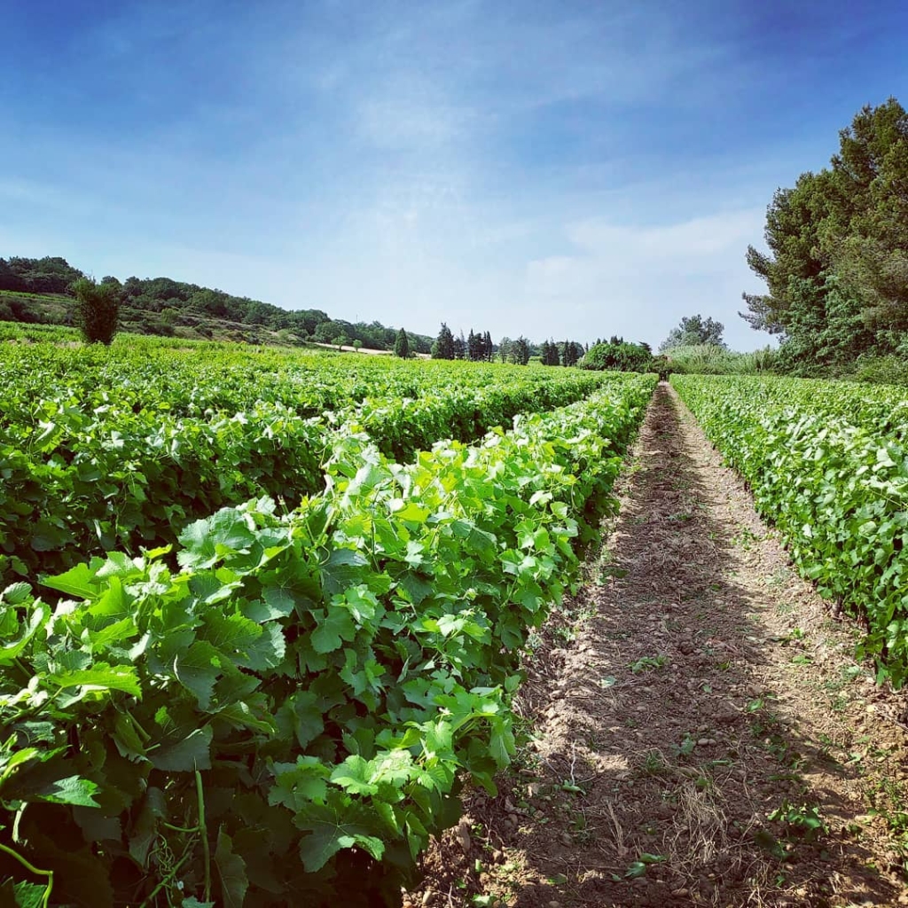 La vigne à vélo en Vallée du Rhône